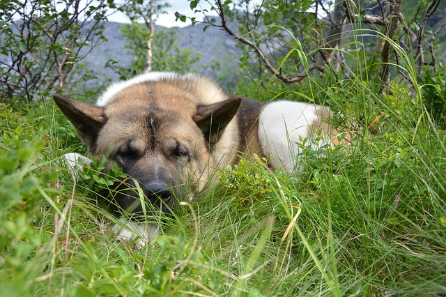 pes odpočívá v trávě